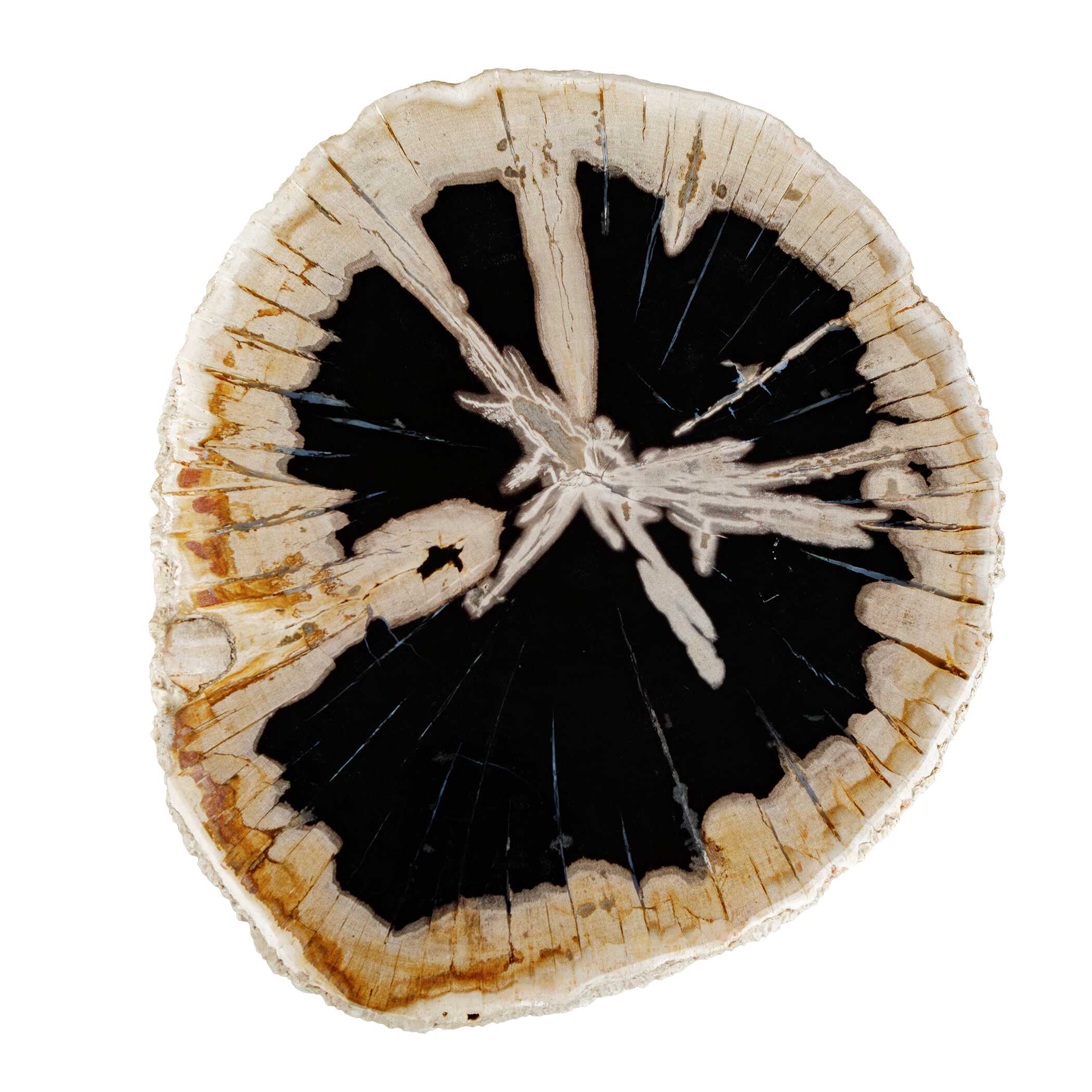 Arco Petrified Wood Top Accent Table, Furniture by Uttermost, 17" width x 18" height x 15" depth View 6