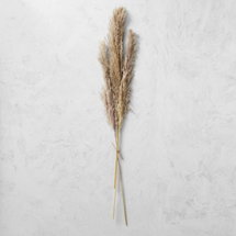 Online Designer Living Room Dried Pampas Bunch, Set of 3