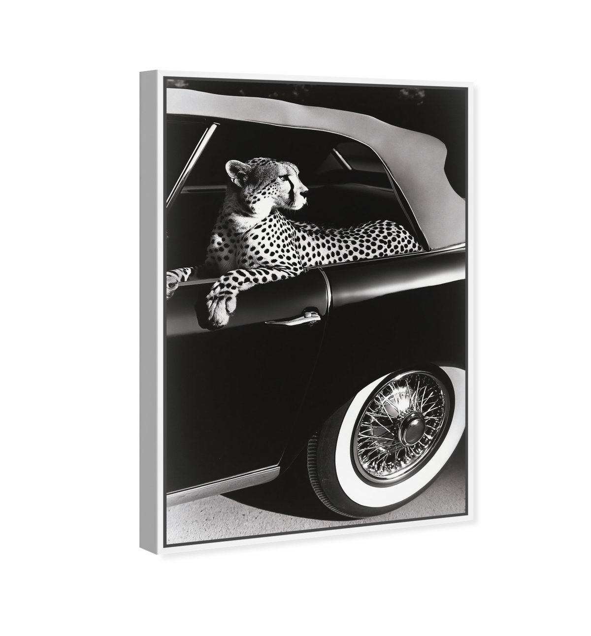 Convertible Feline I (No Embellishment), Art by Oliver Gal,  24x36 View 2