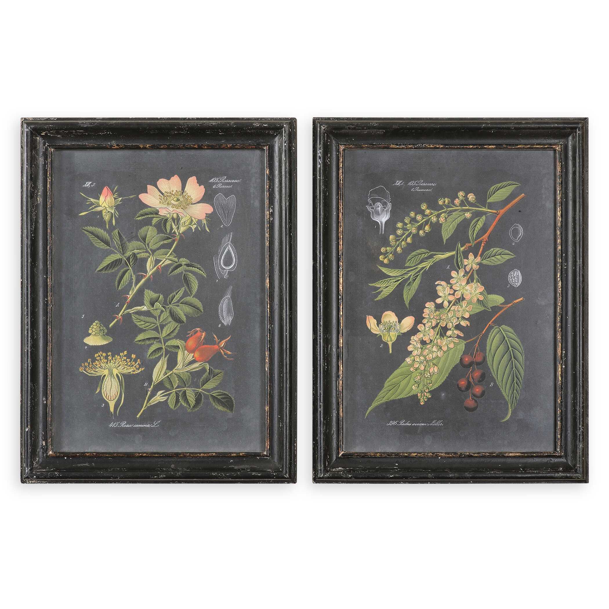 Midnight Botanicals Wall Art Set/2, Painting by Uttermost, 24.62" width x 32.62" height x 2.37" depth View 1