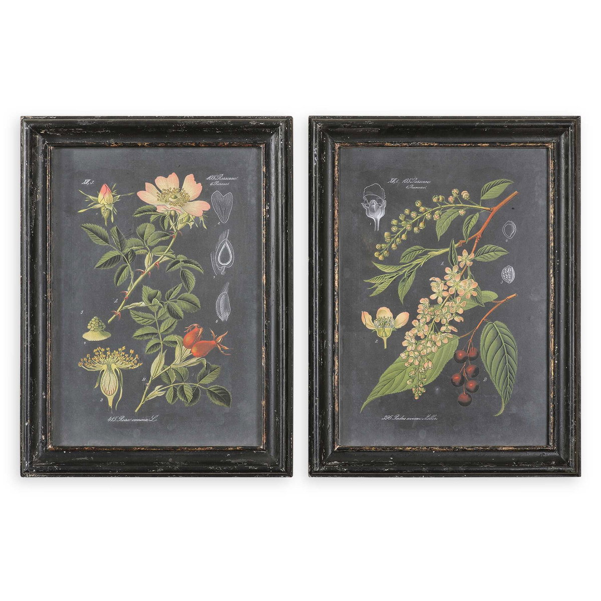 Midnight Botanicals Wall Art Set/2, by Uttermost, 2'0.62" width x 2'8.62" height x 2.37" depth View 1