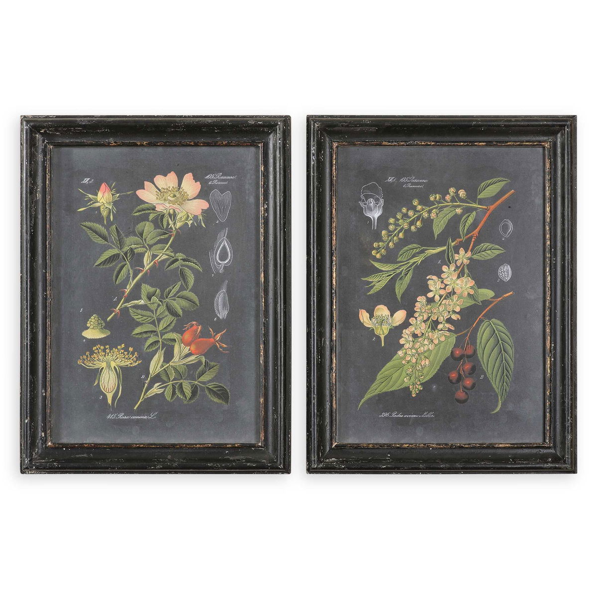 Midnight Botanicals Wall Art Set/2, by Uttermost, 24.62" width x 32.62" height x 2.37" depth View 1