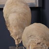 Oyster Shell Sculptures, S/2 thumbnail 3