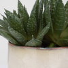 Doha Succulent Accent, Artificial Plants & Flower by Uttermost, 11" width x 10.5" height x 9" depth thumbnail 4