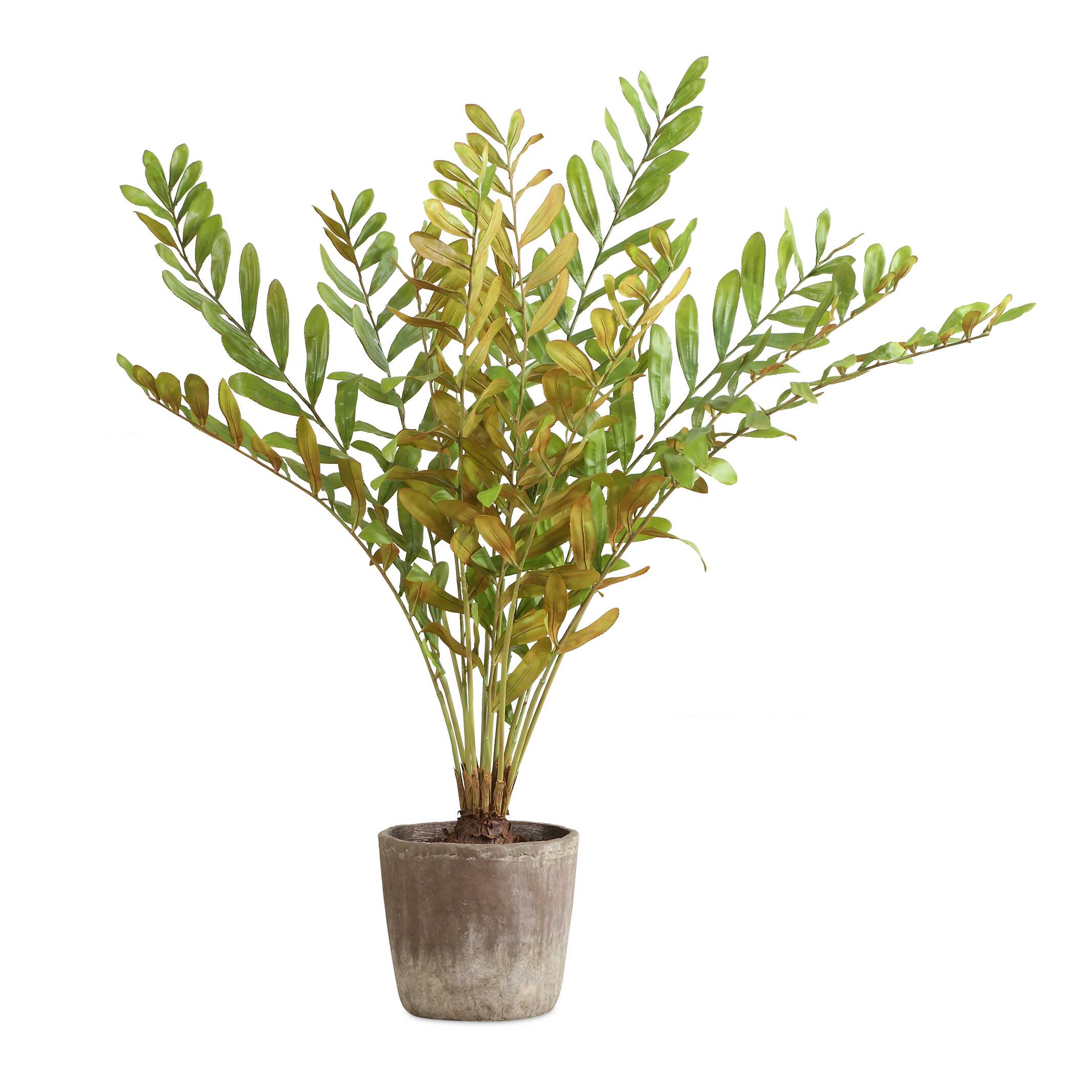Zamia Palm Accent In Planter large image 