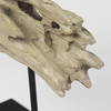 Dwell Cholla Wood Resin Decorative Object, by Mercana, 11.69" length x 5.91" width x 10.43" height thumbnail 11