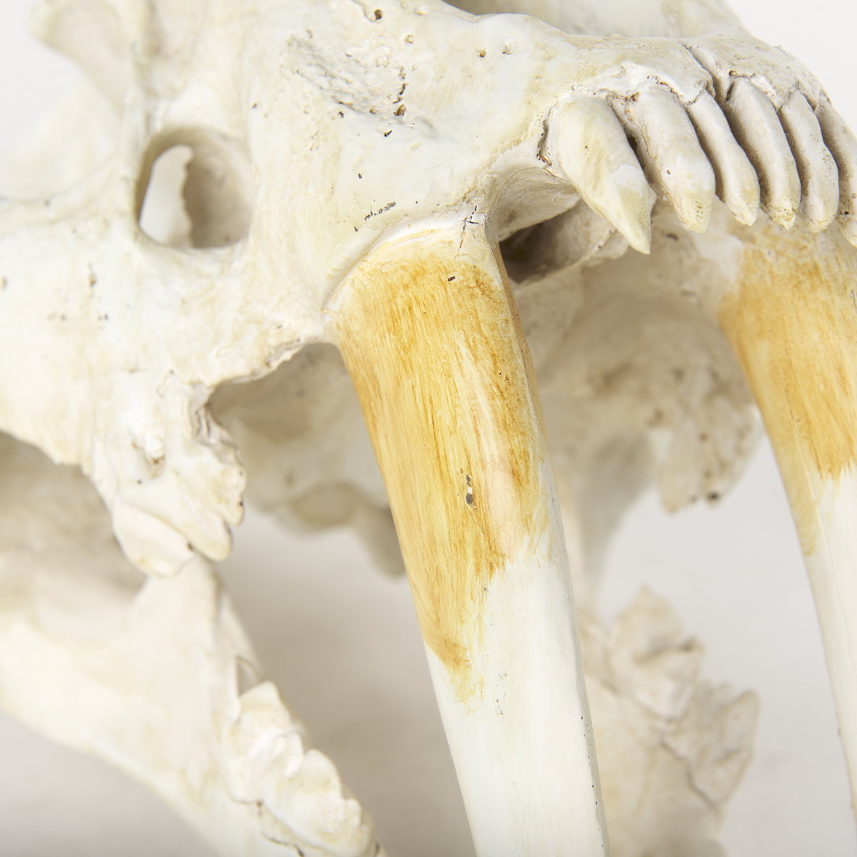 Fozzil 9L x 9W Resin Sabretooth Skull Replica, Decorative Object by Mercana, 9" length x 9.06" width x 14.96" height View 10