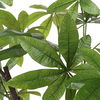 Pachira Money Tree thumbnail 5