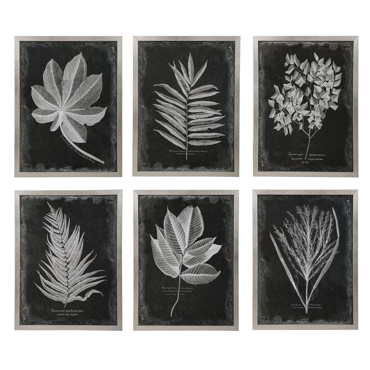 Foliage Framed Prints Set/6, Art by Uttermost, 25.75" width x 33.75" height x 2.25" depth View 1