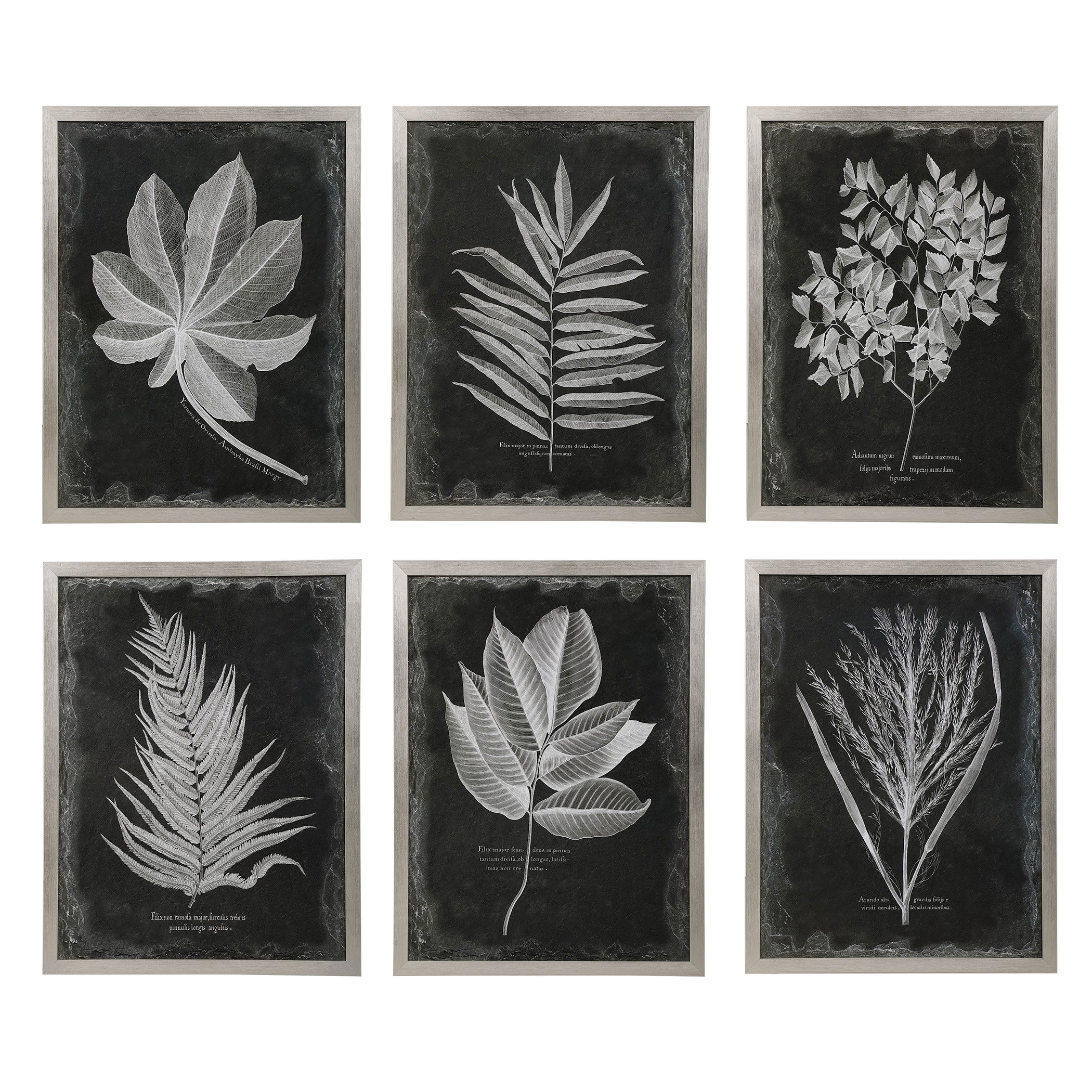 Foliage Framed Prints Set/6, Painting by Uttermost, 25.75" width x 33.75" height x 2.25" depth View 1