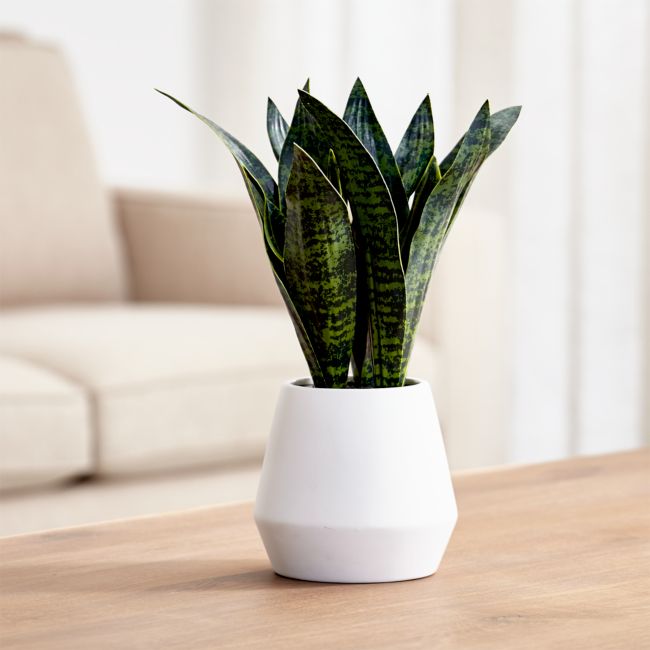 Online Designer Bedroom Artificial Snake Plant in Pot