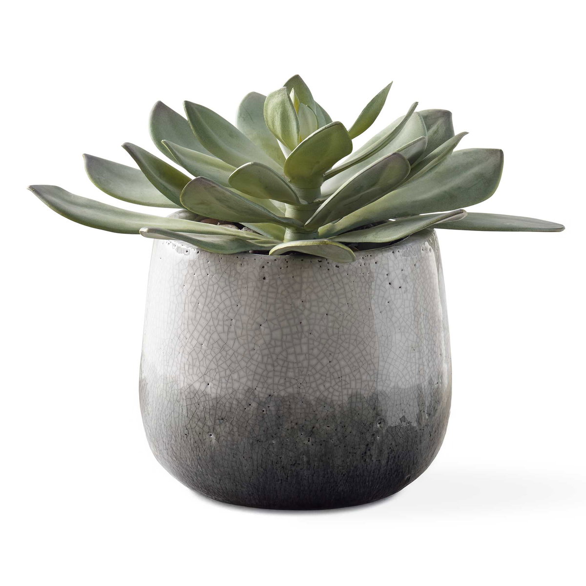 Dudleya Gray Outdoor Succulent, Decorative by Uttermost, 10" width x 9" height x 10" depth View 1