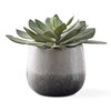 Dudleya Gray Outdoor Succulent, Decorative by Uttermost, 10" width x 9" height x 10" depth thumbnail 1