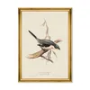 GREAT GREY SHRIKE thumbnail 0