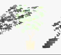 Online Designer Home/Small Office Faux Potted Fig Plant In Clay Pot