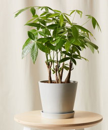 Online Designer Hallway/Entry Money Tree Forest