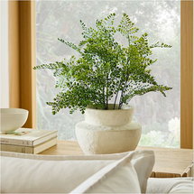 Online Designer Other Potted Maidenhair Fern & Form Studies Medium Tabletop Planter
