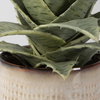 Seaside Succulents Set/2, by Uttermost, 9" width x 1' height x 7" depth thumbnail 4
