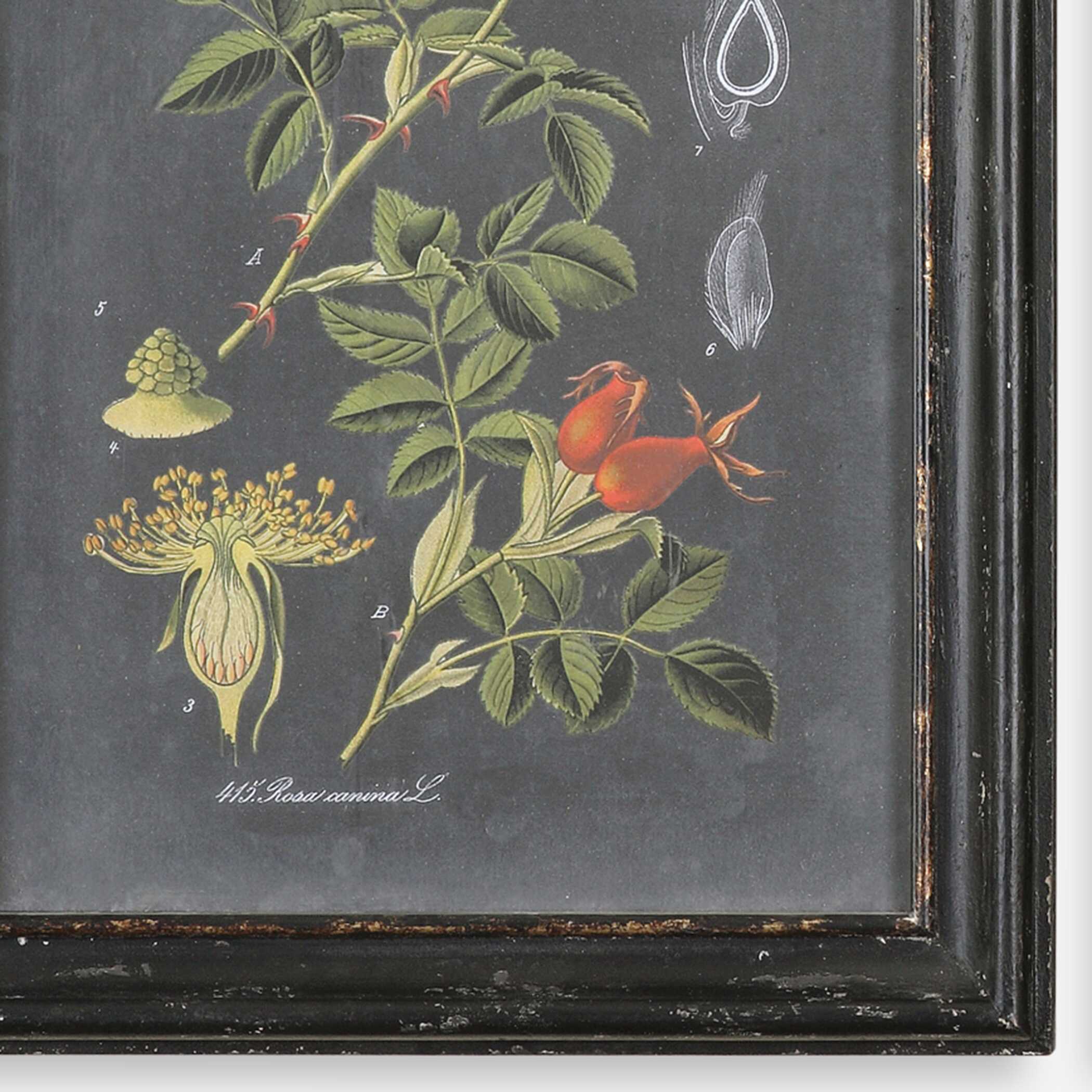Midnight Botanicals Wall Art Set/2, Painting by Uttermost, 24.62" width x 32.62" height x 2.37" depth View 4