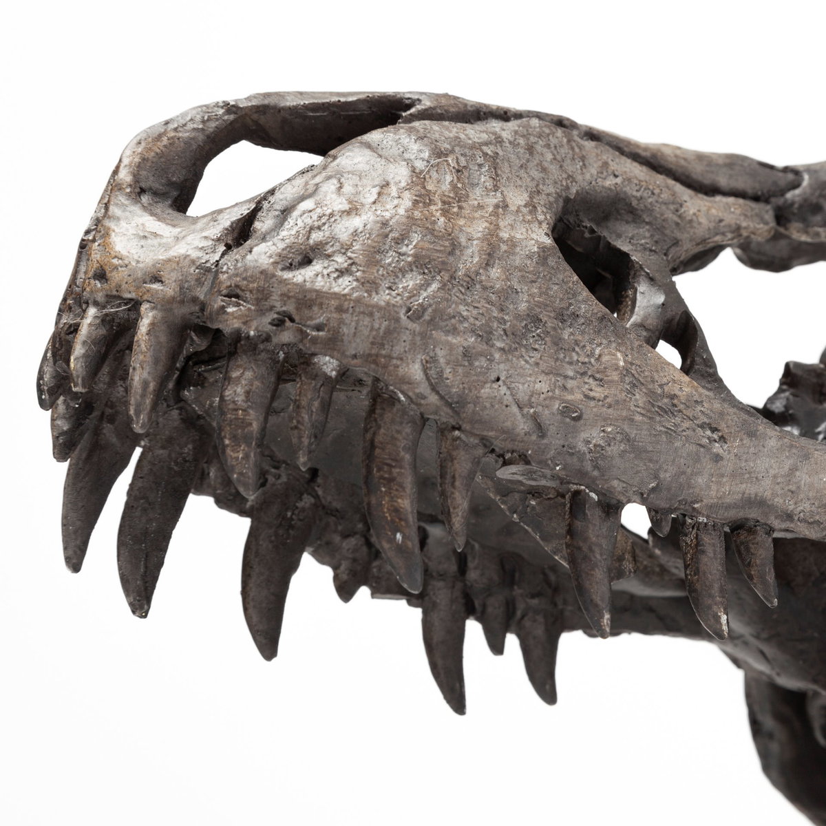 Jurassic 6L x 10W Brown Resin Tyrannosaurus Skull Replica, Decorative Object by Mercana, 6" length x 9.84" width x 11.81" height View 8