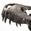 Jurassic 6L x 10W Brown Resin Tyrannosaurus Skull Replica thumbnail 7