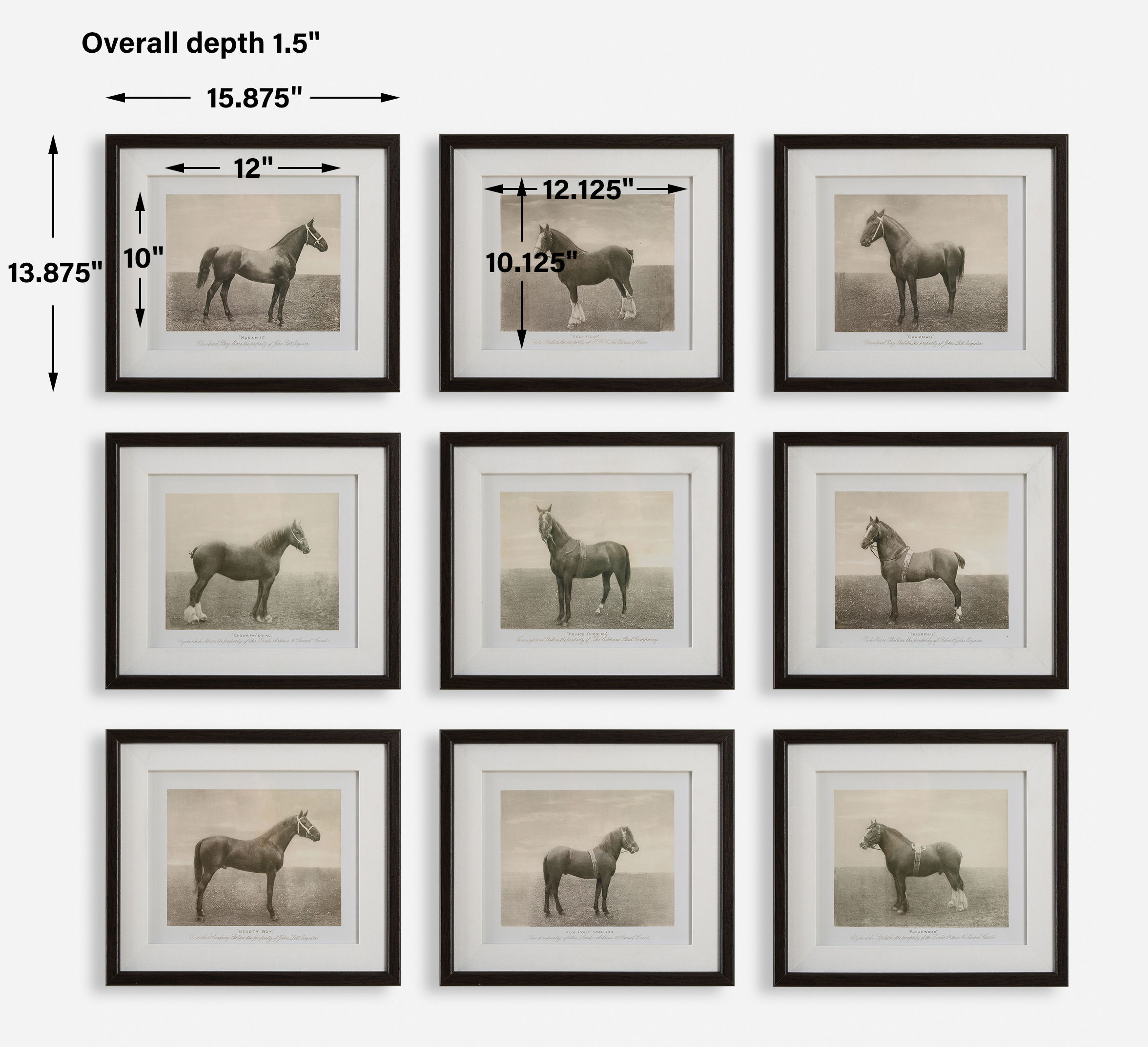 Equine Dynasty Framed Prints Set/9, Painting by Uttermost, 15.87" width x 13.87" height x 1.5" depth View 3