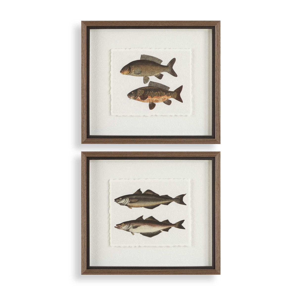 The Catch Framed Fish Prints Set/2, by Uttermost, 1'8.5" width x 1'6.25" height x 1.75" depth View 1