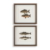 The Catch Framed Fish Prints Set/2, by Uttermost, 1'8.5" width x 1'6.25" height x 1.75" depth thumbnail 1