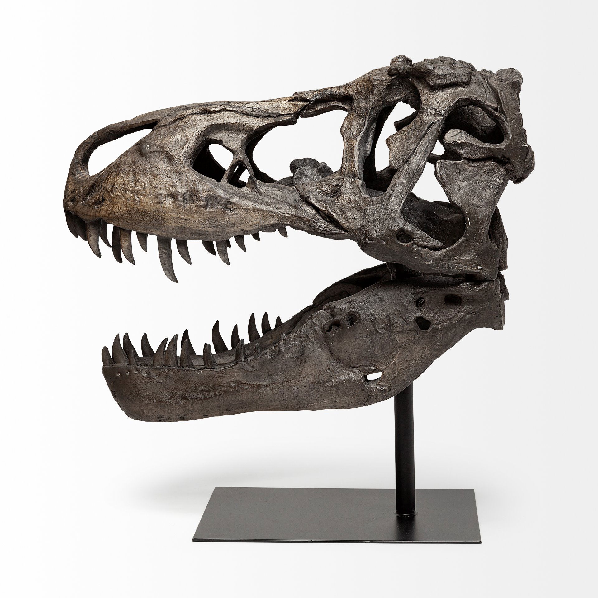 Lagrane 19L x 11W Brown Resin Tyrannosaurus T Rex Dinosaur Skull Replica, Decorative Object by Mercana, 19" length x 11" width x 20" height View 5