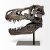 Lagrane 19L x 11W Brown Resin Tyrannosaurus T Rex Dinosaur Skull Replica thumbnail 4