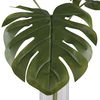 Ibero Split Leaf Palm thumbnail 4