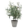 Marisol Potted Olive Plant, Artificial Plants & Flower by Uttermost, 28.5" width x 45.25" height x 26.5" depth thumbnail 4