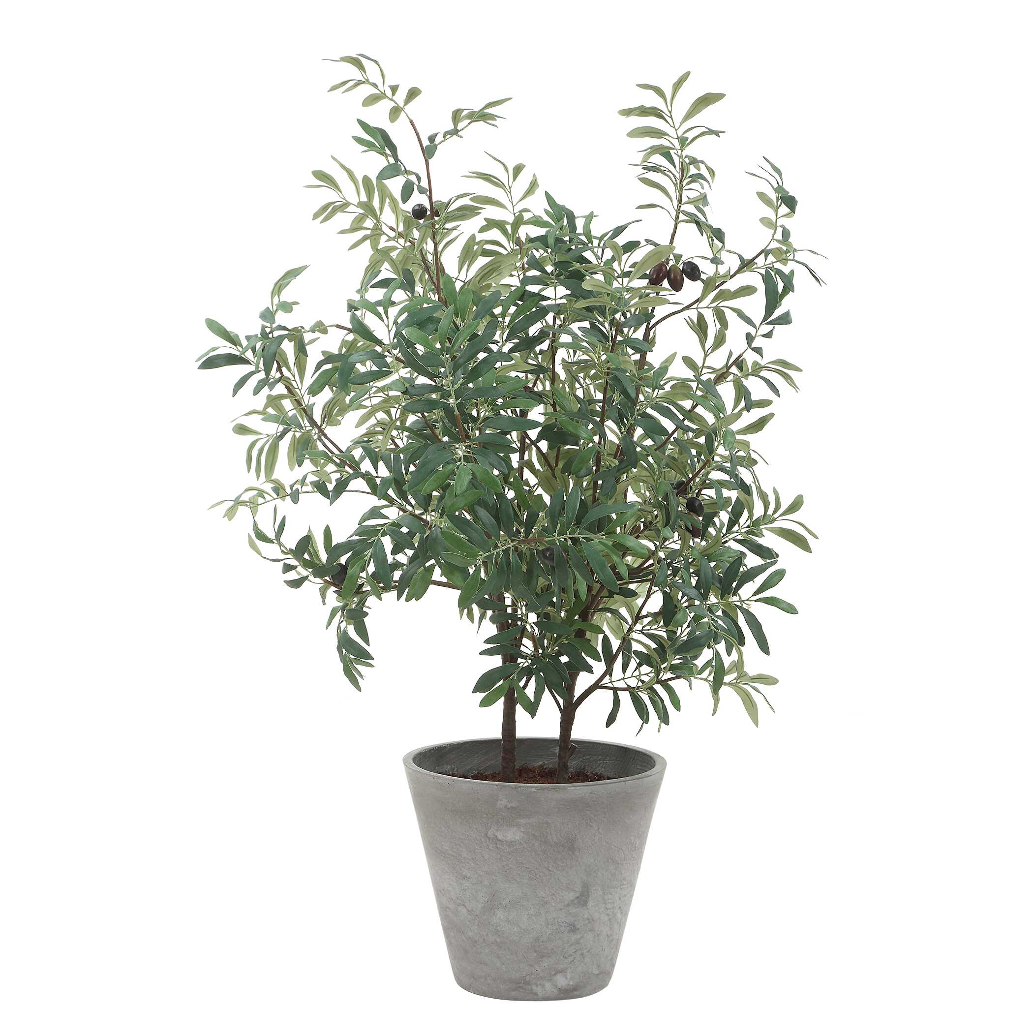 Marisol Potted Olive Plant, Decorative by Uttermost, 28.5" width x 45.25" height x 26.5" depth View 4