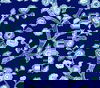 Temple Garden Navy Blue Peel & Stick Wallpaper thumbnail 0