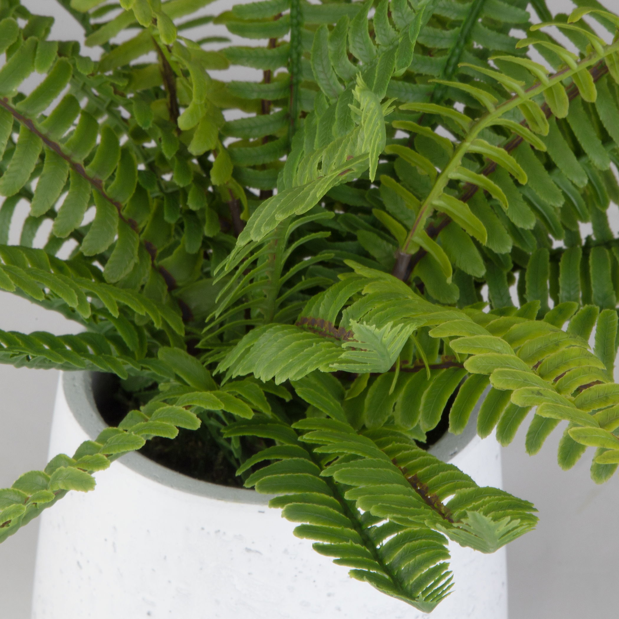 Boston Fern In White Ceramic Pot large image 