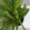 Boston Fern In White Ceramic Pot thumbnail 2