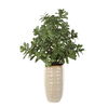 Crassula Jade Accent Plant 3 Crassula Jade Accent Plant thumbnail 3