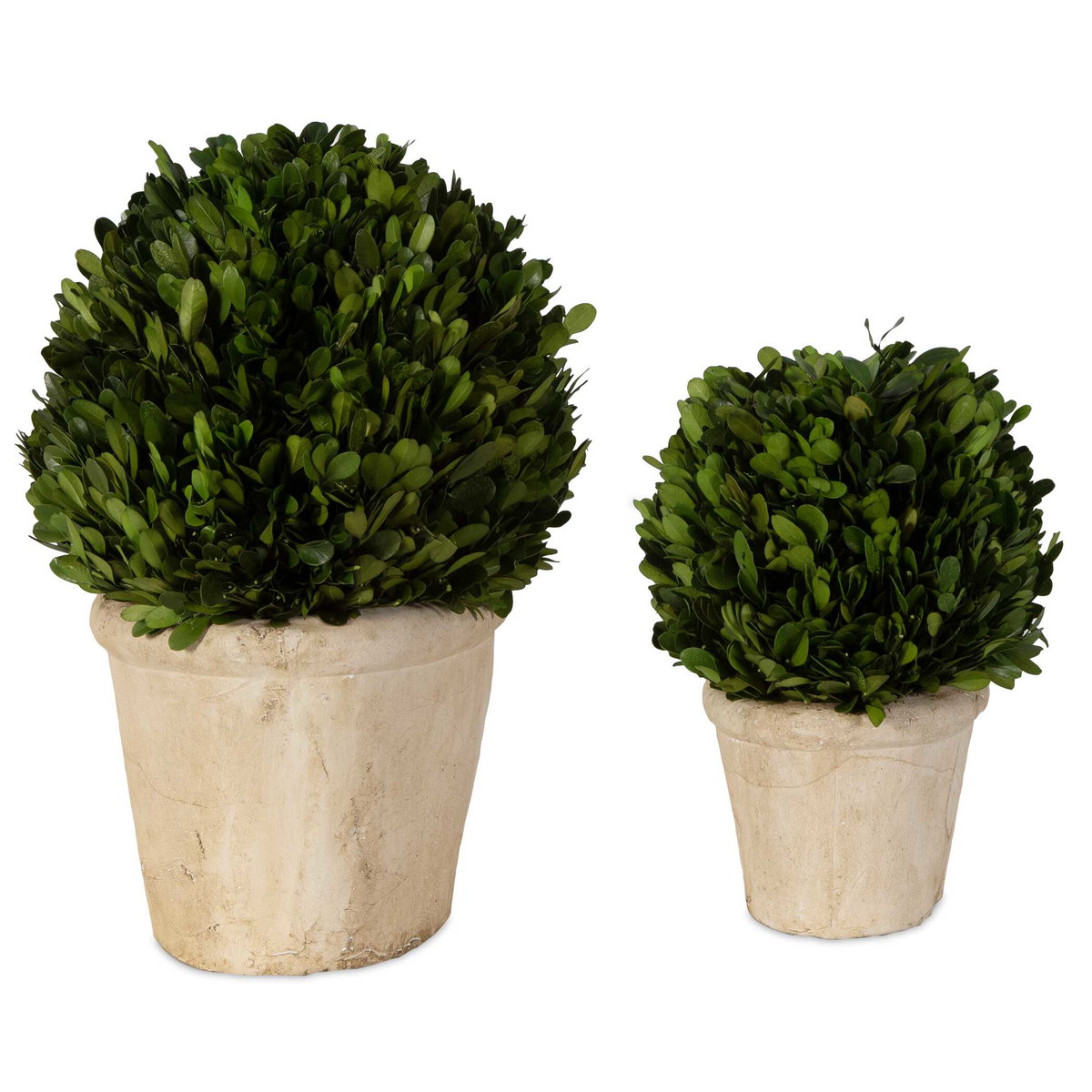 Oval Domes Preserved Boxwood Set/2, Artificial Plants & Flower by Uttermost, 14" width x 12" height x 8" depth View 5