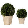 Oval Domes Preserved Boxwood Set/2, Artificial Plants & Flower by Uttermost, 14" width x 12" height x 8" depth thumbnail 5