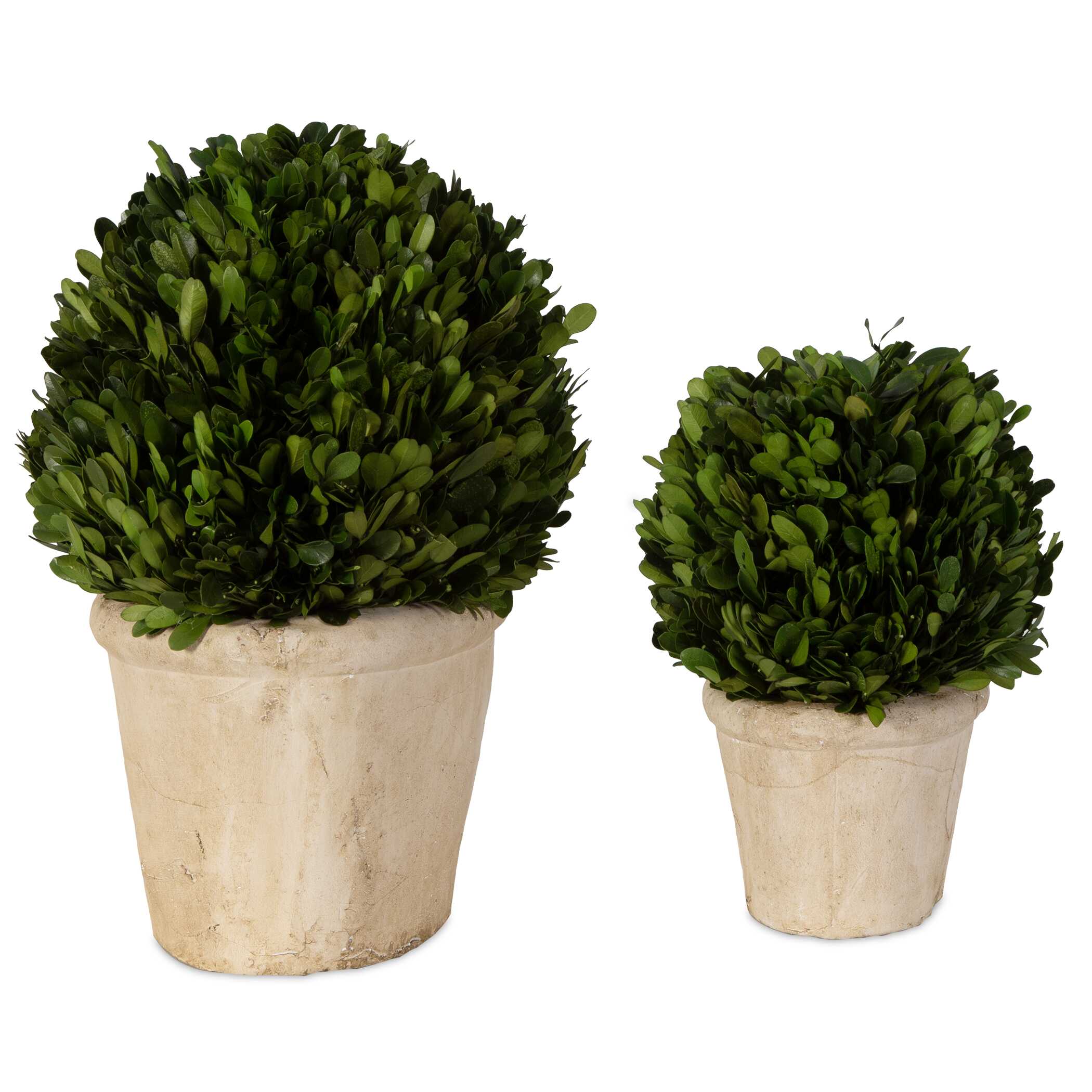 Oval Domes Preserved Boxwood Set/2, Decorative by Uttermost, 14" width x 12" height x 8" depth View 5