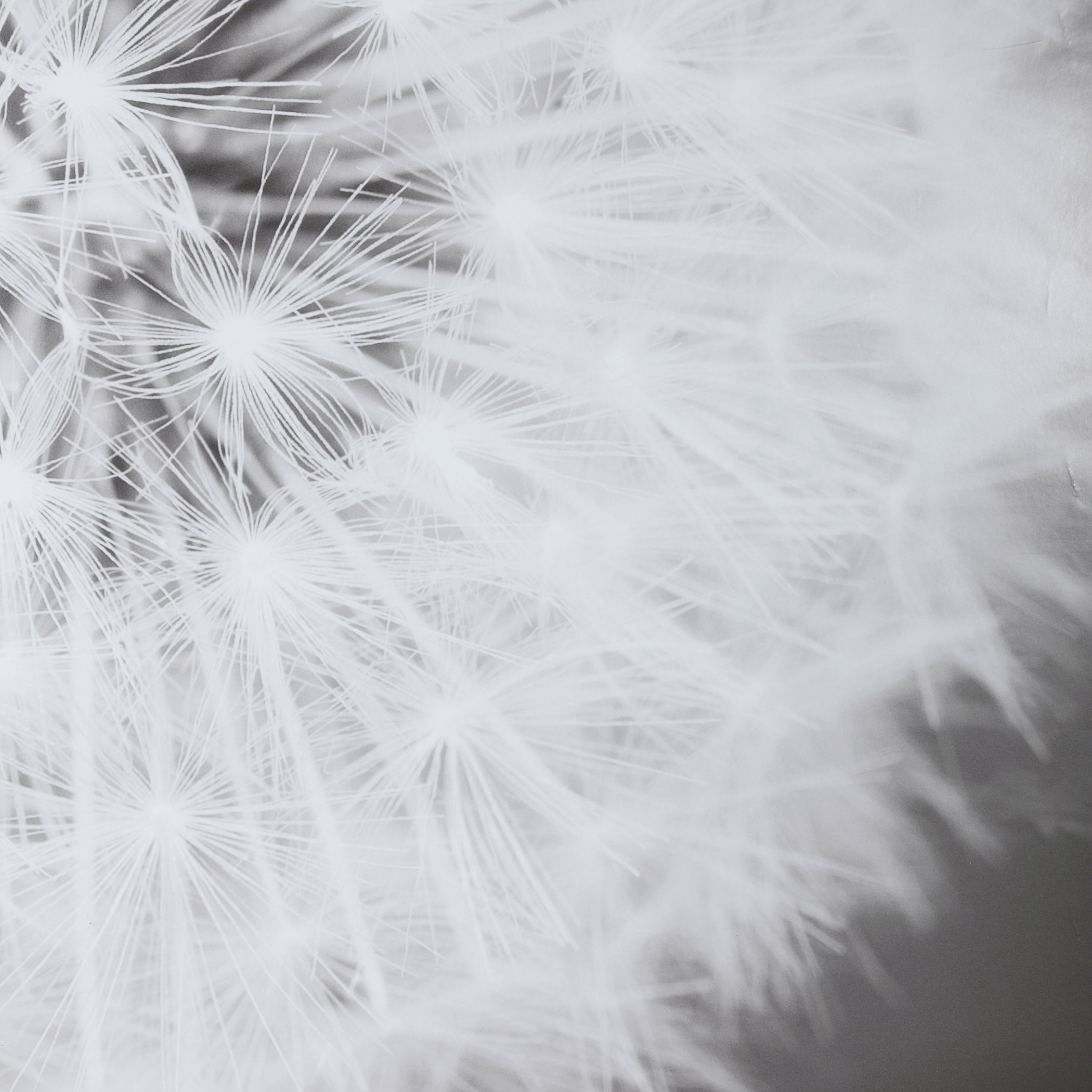 Dandelion Seedhead Framed Print large image 