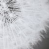 Dandelion Seedhead Framed Print thumbnail 6