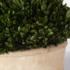 Oval Domes Preserved Boxwood Set/2, Artificial Plants & Flower by Uttermost, 14" width x 12" height x 8" depth thumbnail 6