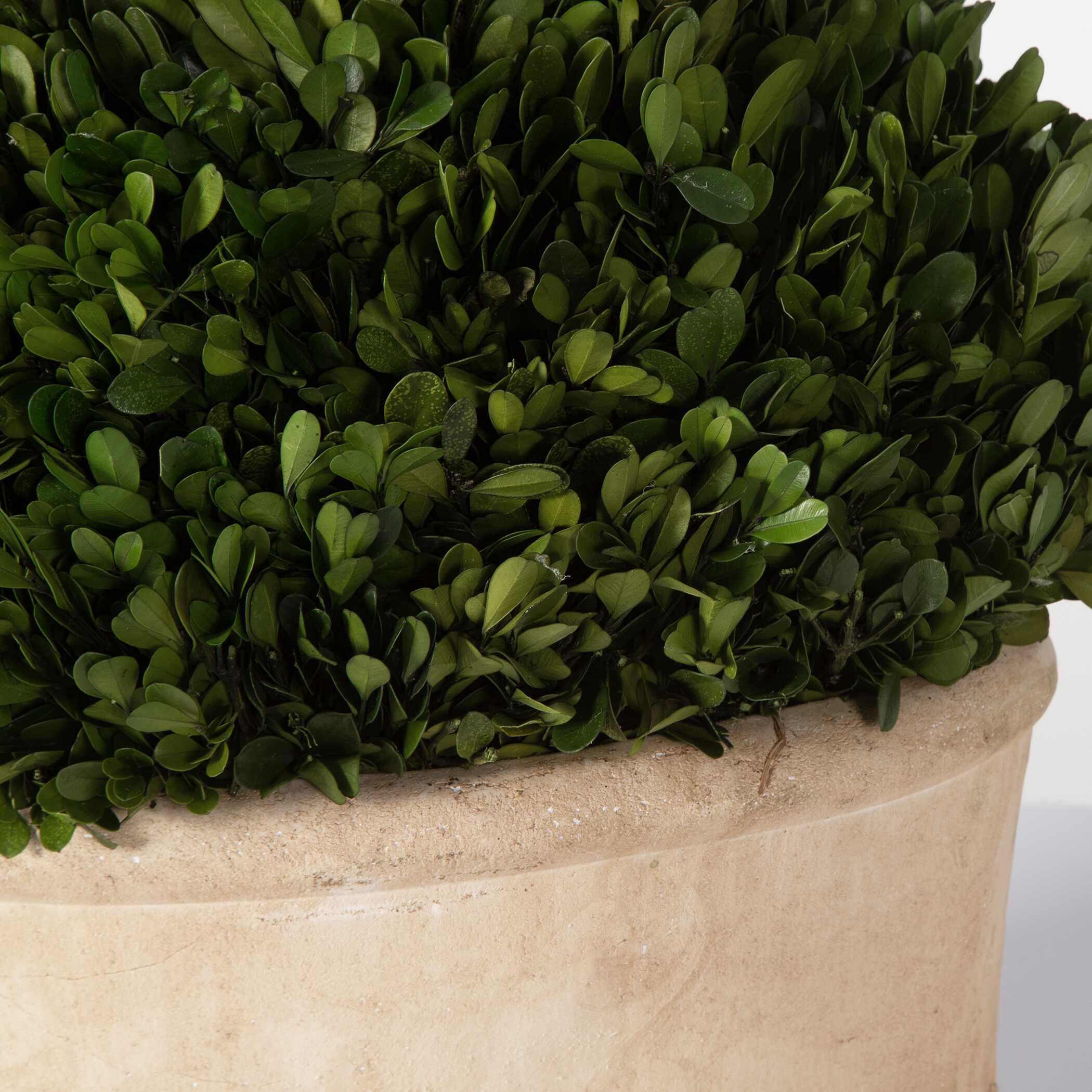 Oval Domes Preserved Boxwood Set/2 large image 