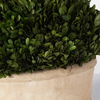 Oval Domes Preserved Boxwood Set/2 thumbnail 5