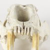 Fozzil 9L x 9W Resin Sabretooth Skull Replica thumbnail 8