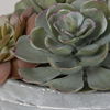 Peoria Succulent Accent thumbnail 4