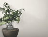Huri White Wallpaper thumbnail 1
