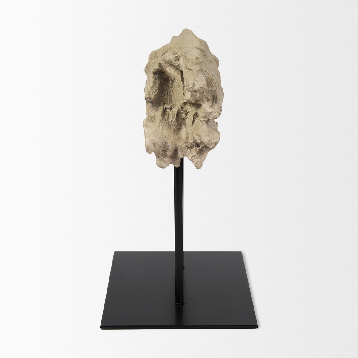 Dwell Cholla Wood Resin Decorative Object, by Mercana, 11.69" length x 5.91" width x 10.43" height View 5