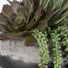 Yuma Succulent Centerpiece thumbnail 4